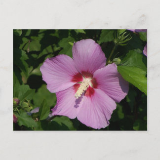 Schönheit in Rosa Postkarte