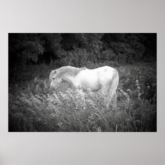 Schönheit in Schwarz und Weiß Poster (Vorne)