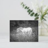 Schönheit in Schwarz und Weiß Postkarte (Stehend Vorderseite)