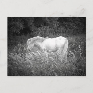 Schönheit in Schwarz und Weiß Postkarte