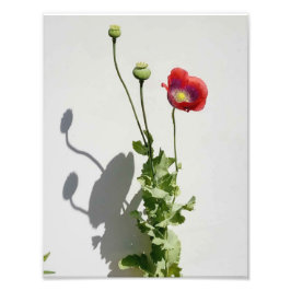 Schönheit ist auch die Bestie. Fotodruck