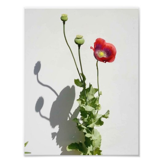 Schönheit ist auch die Bestie. Fotodruck (Vorne)