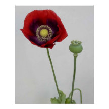 Schönheit ist auch die Bestie.