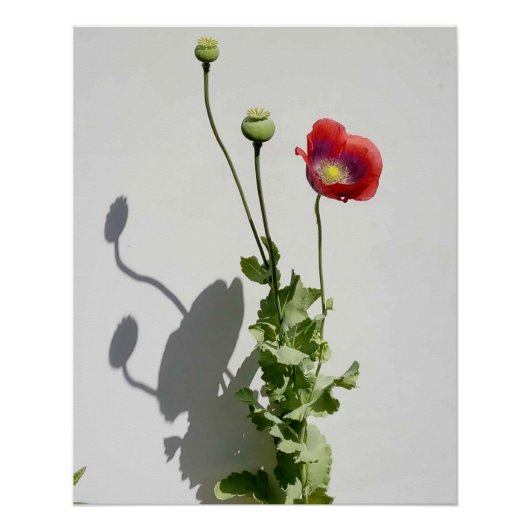 Schönheit ist auch die Bestie. Poster (Vorderseite)