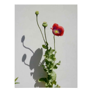 Schönheit ist auch die Bestie. Poster