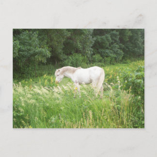 Schönheit Postkarte