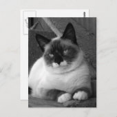 Schönheit (schwarz und weiß) postkarte (Vorne/Hinten)