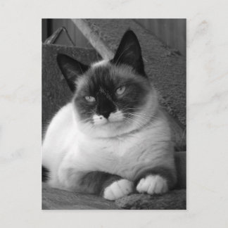 Schönheit (schwarz und weiß) postkarte