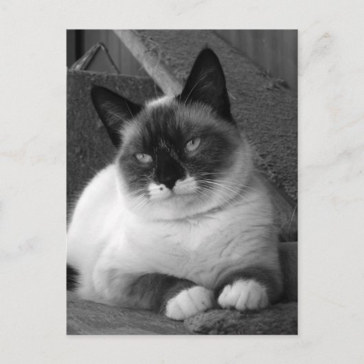 Schönheit (schwarz und weiß) postkarte (Vorderseite)