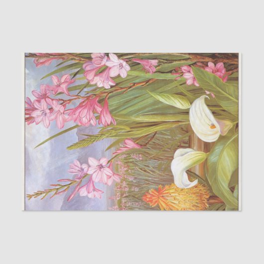 Schönheiten der Sümpfe, Südafrika nach Norden Seidenpapier (Vorderseite)