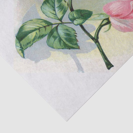 Schönheits-Rosen-Rosa auf grauem Seidenpapier (Ausschnitt)