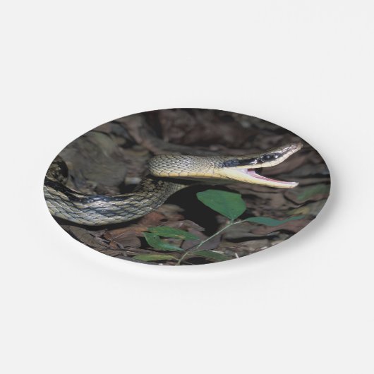 Schönheitsrattenschlange Pappteller (Schrägansicht)