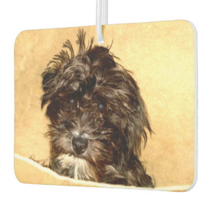Schoodle Dog Autolufterfrischer