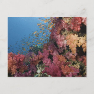 Schooling Fairy Basslets 2 Postkarte