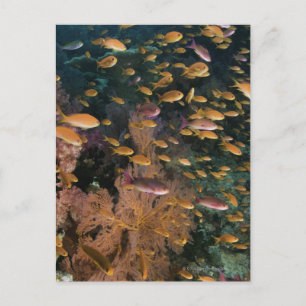 Schooling Fairy Basslets Postkarte