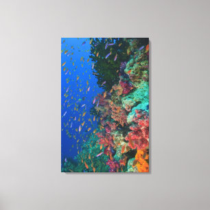 Schooling Fairy Basslets (Pseudanthias) Leinwanddruck