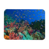 Schooling Fairy Basslets (Pseudanthias) Magnet (Horizontal)