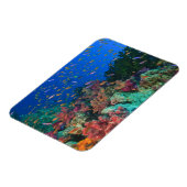 Schooling Fairy Basslets (Pseudanthias) Magnet (Linke Seite)