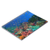 Schooling Fairy Basslets (Pseudanthias) Notizblock (Linke Seite)