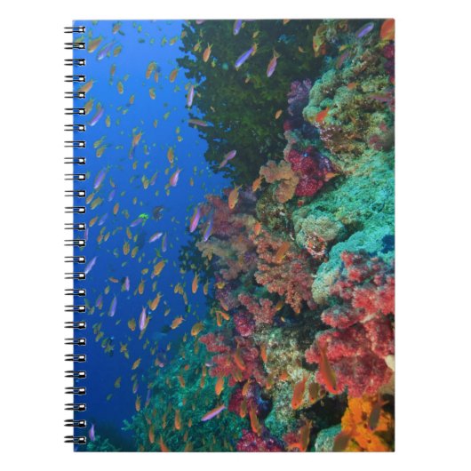 Schooling Fairy Basslets (Pseudanthias) Notizblock (Vorderseite)