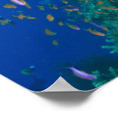 Schooling Fairy Basslets (Pseudanthias Poster (Ecke)