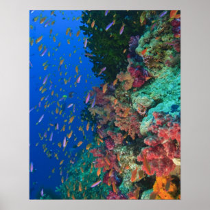 Schooling Fairy Basslets (Pseudanthias Poster