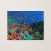 Schooling Fairy Basslets (Pseudanthias) Puzzle (Horizontal)