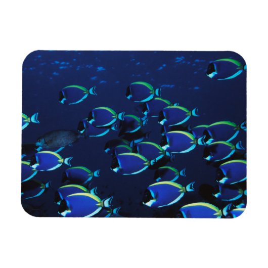 Schooling Powder Blaue Chirurgen Magnet (Horizontal)