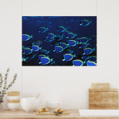 Schooling Powder Blaue Chirurgen Poster (Küche)
