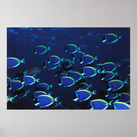 Schooling Powder Blaue Chirurgen Poster (Vorne)