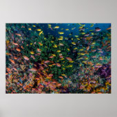 Schools of Fish Swim in Reef Poster (Vorne)