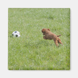 Schoßhund, der Fußball im Park nachläuft Magnet