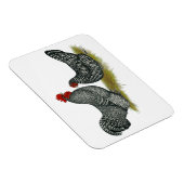 Schotten Dumping bei Hühnern Magnet (Rechte Seite)