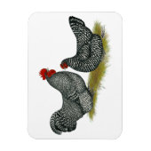 Schotten Dumping bei Hühnern Magnet (Vertikal)