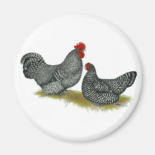 Schotten Dumping bei Hühnern Magnet