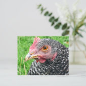 Schotten Gray Hen - Geflügel Postkarte (Stehend Vorderseite)