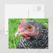 Schotten Gray Hen - Geflügel Postkarte (Vorne/Hinten)