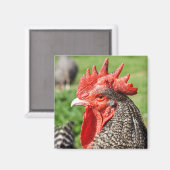 Schotten Gray Rooster Fotografie Magnet (Vorderseite/Rückseite)