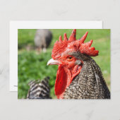 Schotten Gray Rooster | Hühner Postkarte (Vorne/Hinten)