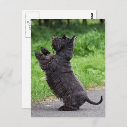 Schotter Postkarte (Vorne/Hinten)