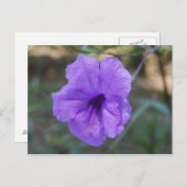 Schottische Blume - Schottland Postkarte (Vorne/Hinten)