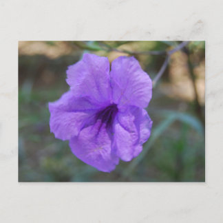 Schottische Blume - Schottland Postkarte