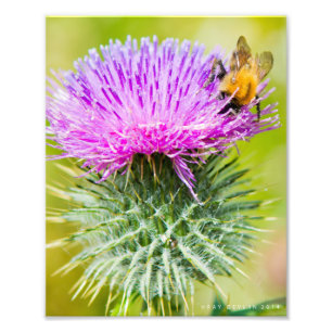 Schottische Distel Fotodruck