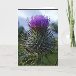 Schottische Distel-Kunst-Fotografie Karte