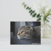 Schottische Ferkatze: Denken Sie Postkarte (Stehend Vorderseite)