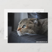 Schottische Ferkatze: Denken Sie Postkarte (Vorne/Hinten)