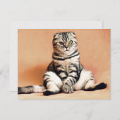 Schottische gedeckte Katze Sitzplatz auf einem Sof Postkarte (Vorne/Hinten)