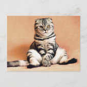 Schottische gedeckte Katze Sitzplatz auf einem Sof Postkarte (Vorderseite)