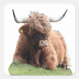Schottische Highland "Moo" Kuh Quadratischer Aufkleber