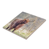 Schottische Hochländerkuh Browns stehend im Fliese (Seite)